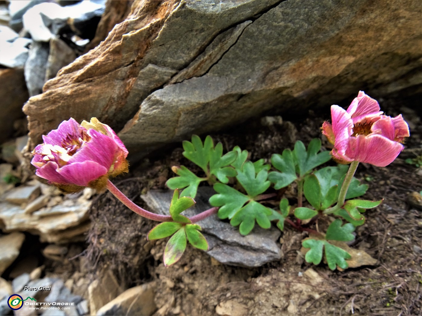 26 Ranunculus glacialis (Ranuncolo glaciale) in avanzata fioritura.JPG